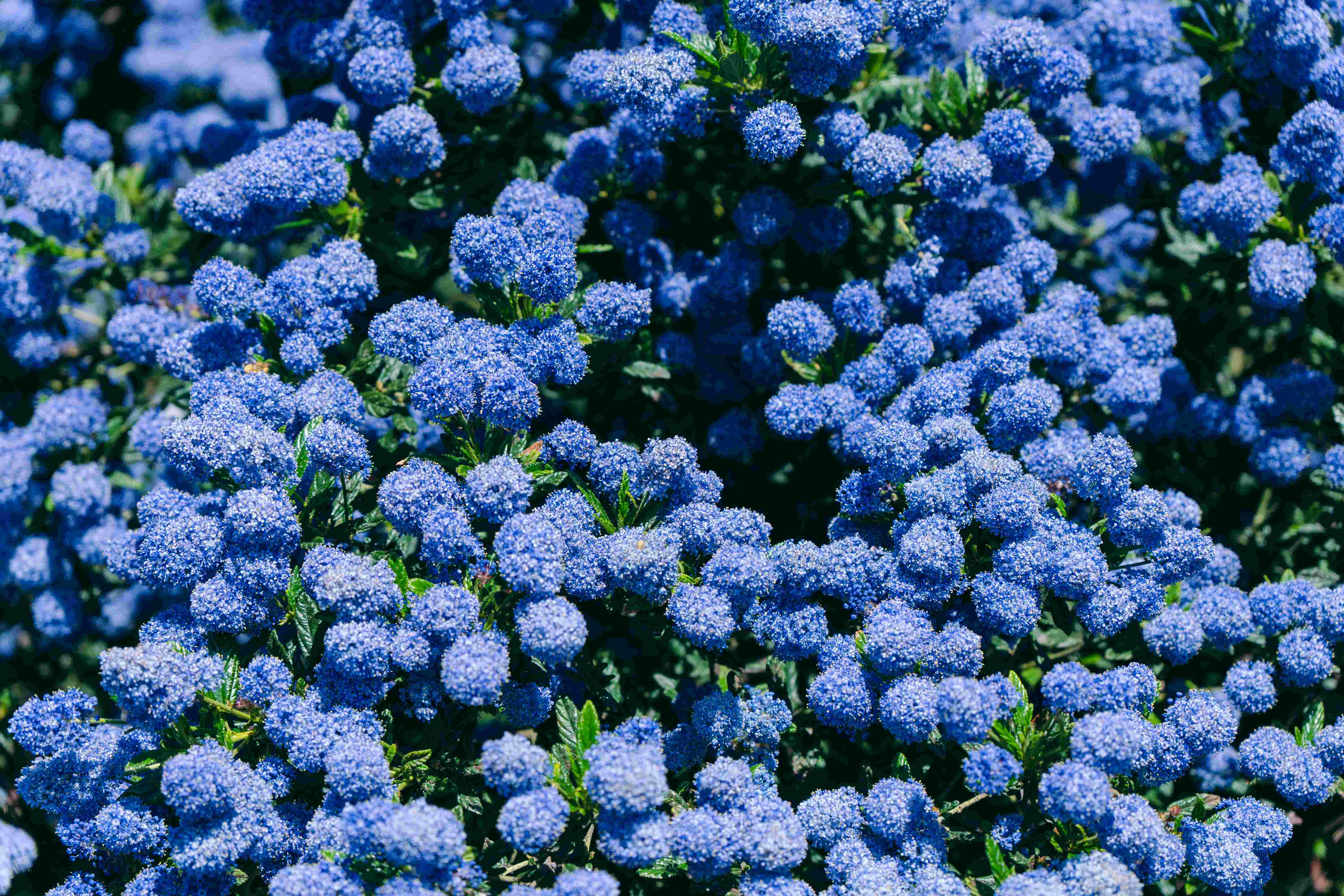 A Bunch of Ceanothus (Variation)